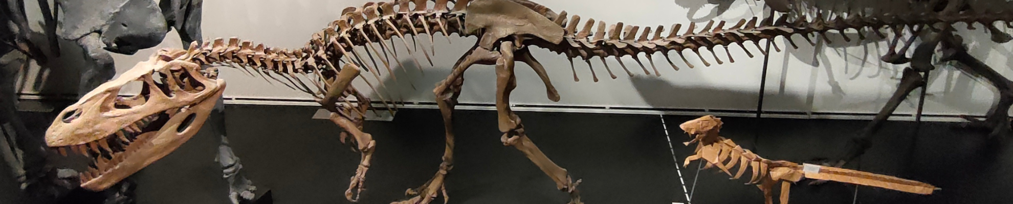 Guía de museos de dinosaurios en España: ¡4 destinos alucinantes para pequeños paleontólogos!